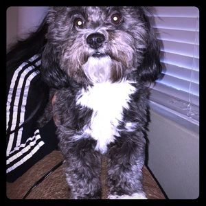 My fashionista assistant meet fez